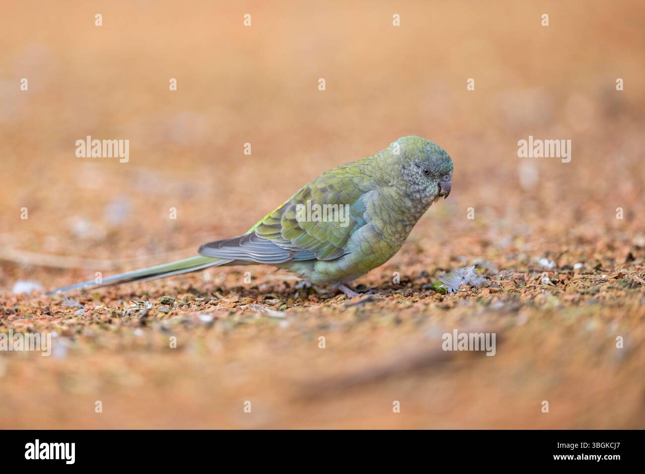 Pappagallo rosso (Psephotus haematonotus) femmina che cammina per terra, Baviera, Germania, Europa Foto Stock