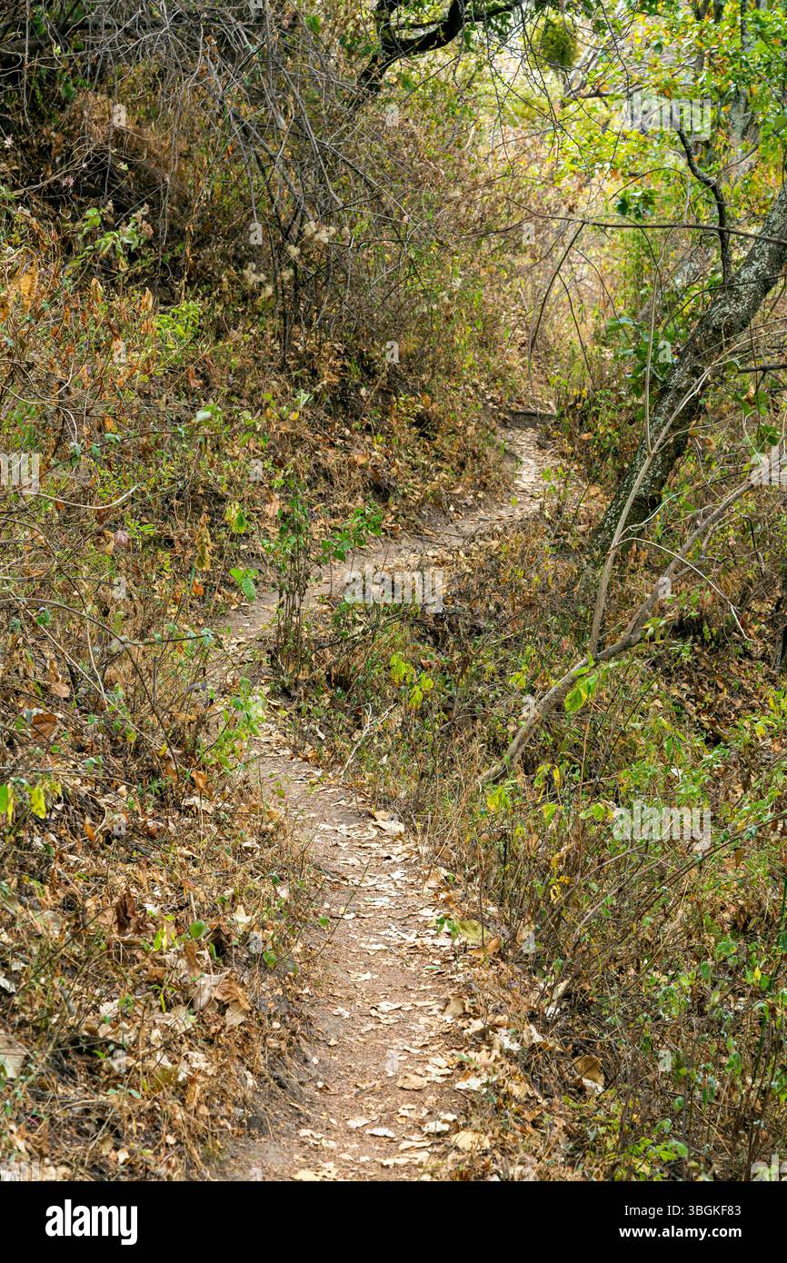 Processi a Amatlán. Morelos, Messico Foto Stock