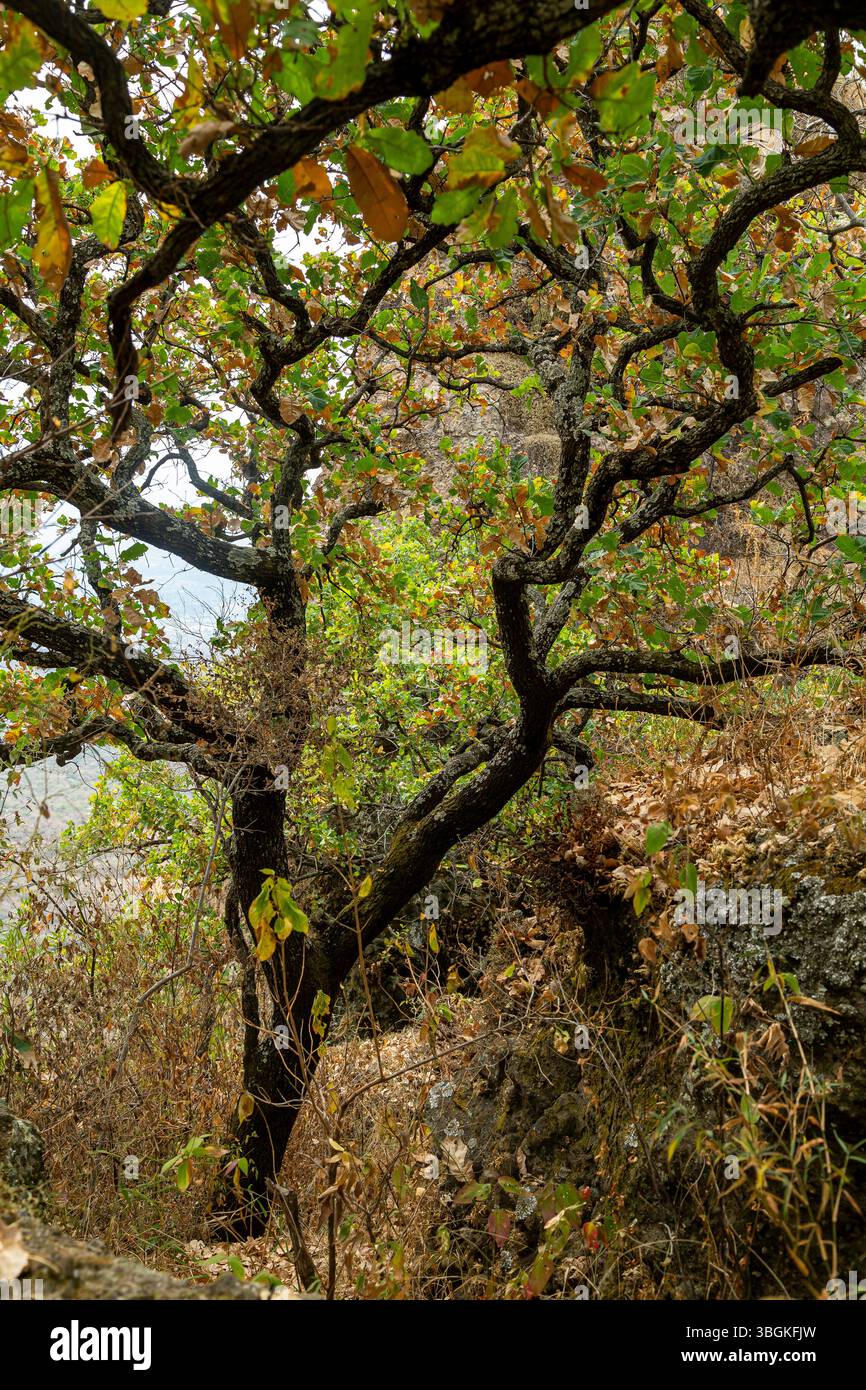 Processi a Amatlán. Morelos, Messico Foto Stock