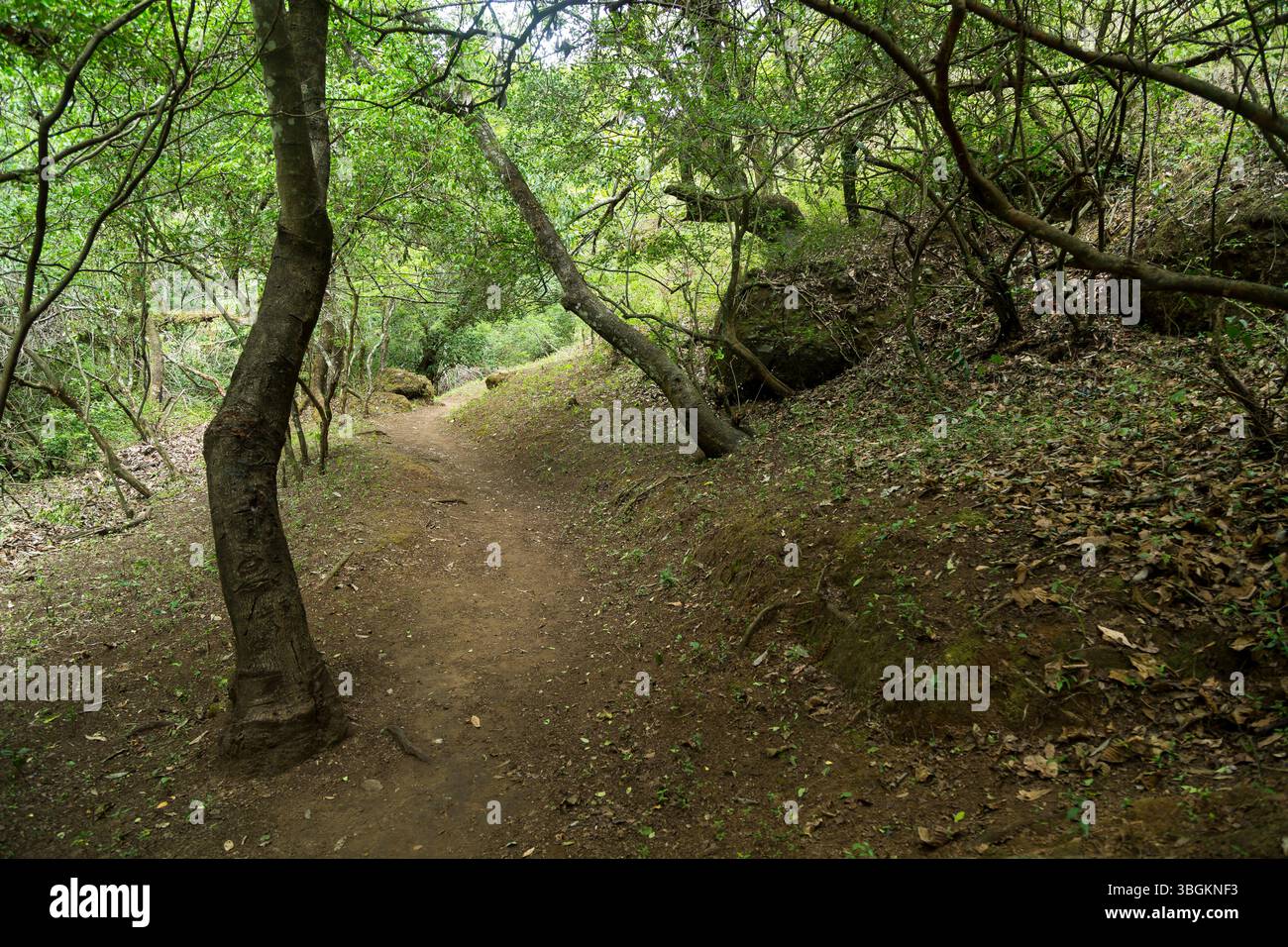 Processi a Amatlán. Morelos, Messico Foto Stock