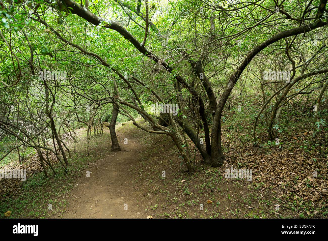 Processi a Amatlán. Morelos, Messico Foto Stock