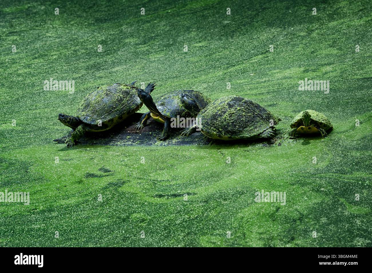 Gruppo di quattro tartarughe d'acqua che prendono il sole in uno stagno di alghe. Foto Stock