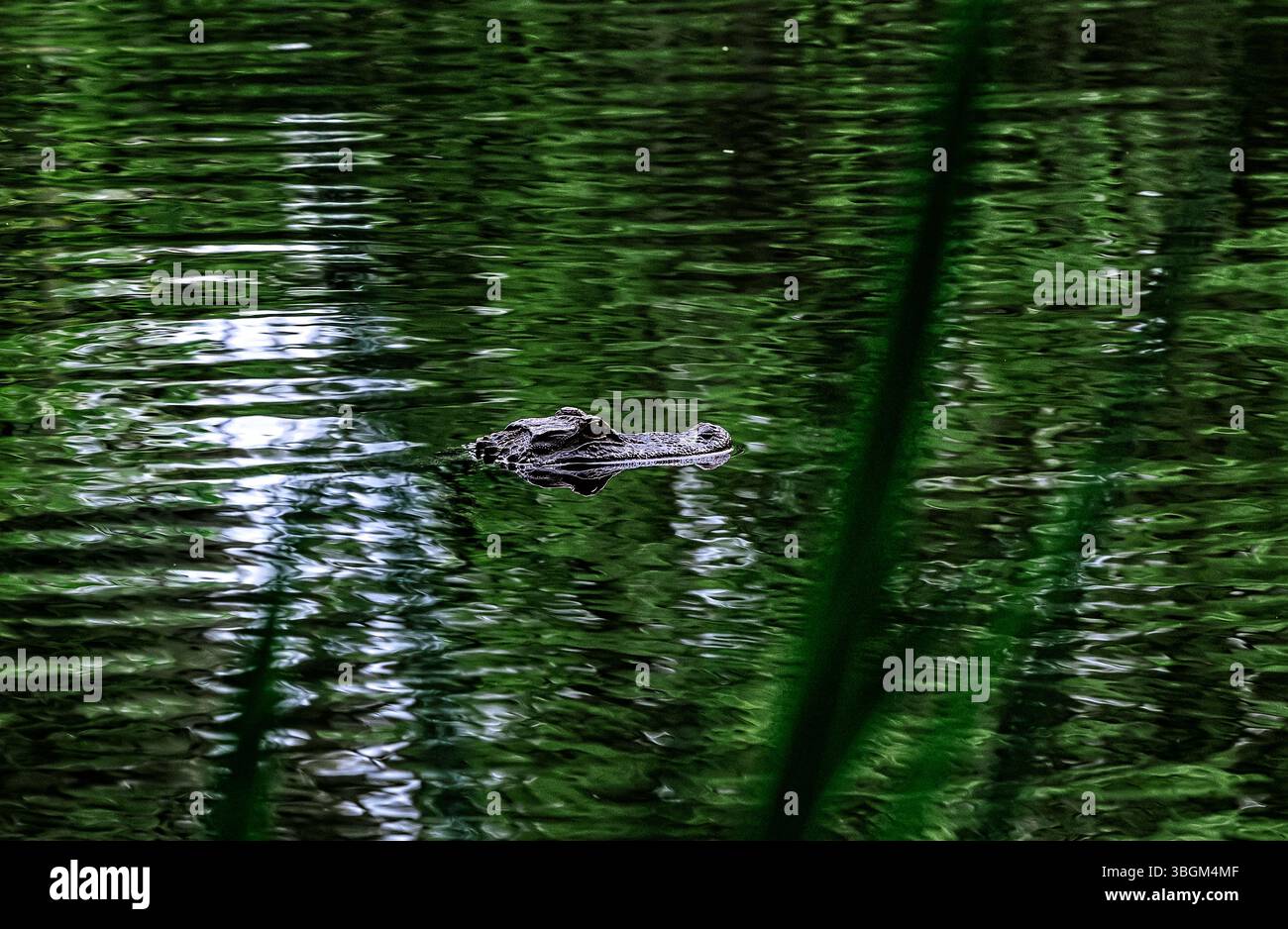 Aligator è immerso in uno stagno paludoso. Foto Stock