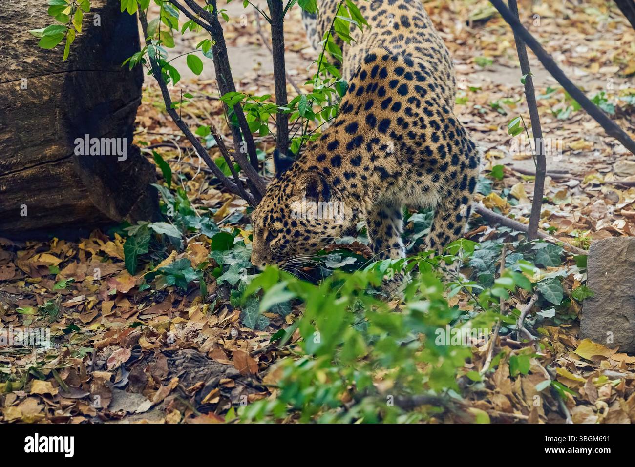 Panthera pardus tulliana, chiamato anche leopardo persiano, leopardo anatolico e leopardo caucasico Foto Stock