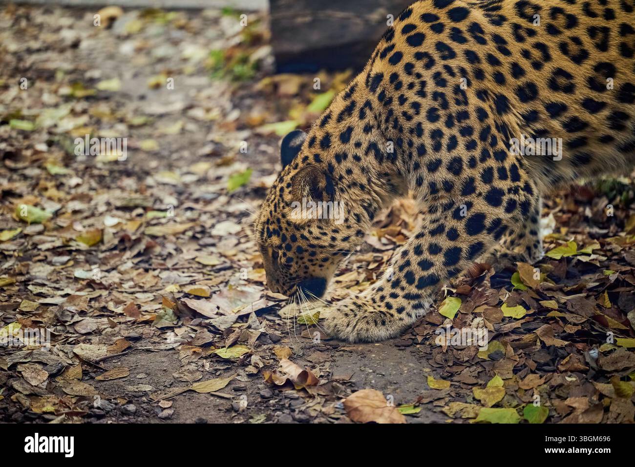 Panthera pardus tulliana, chiamato anche leopardo persiano, leopardo anatolico e leopardo caucasico Foto Stock