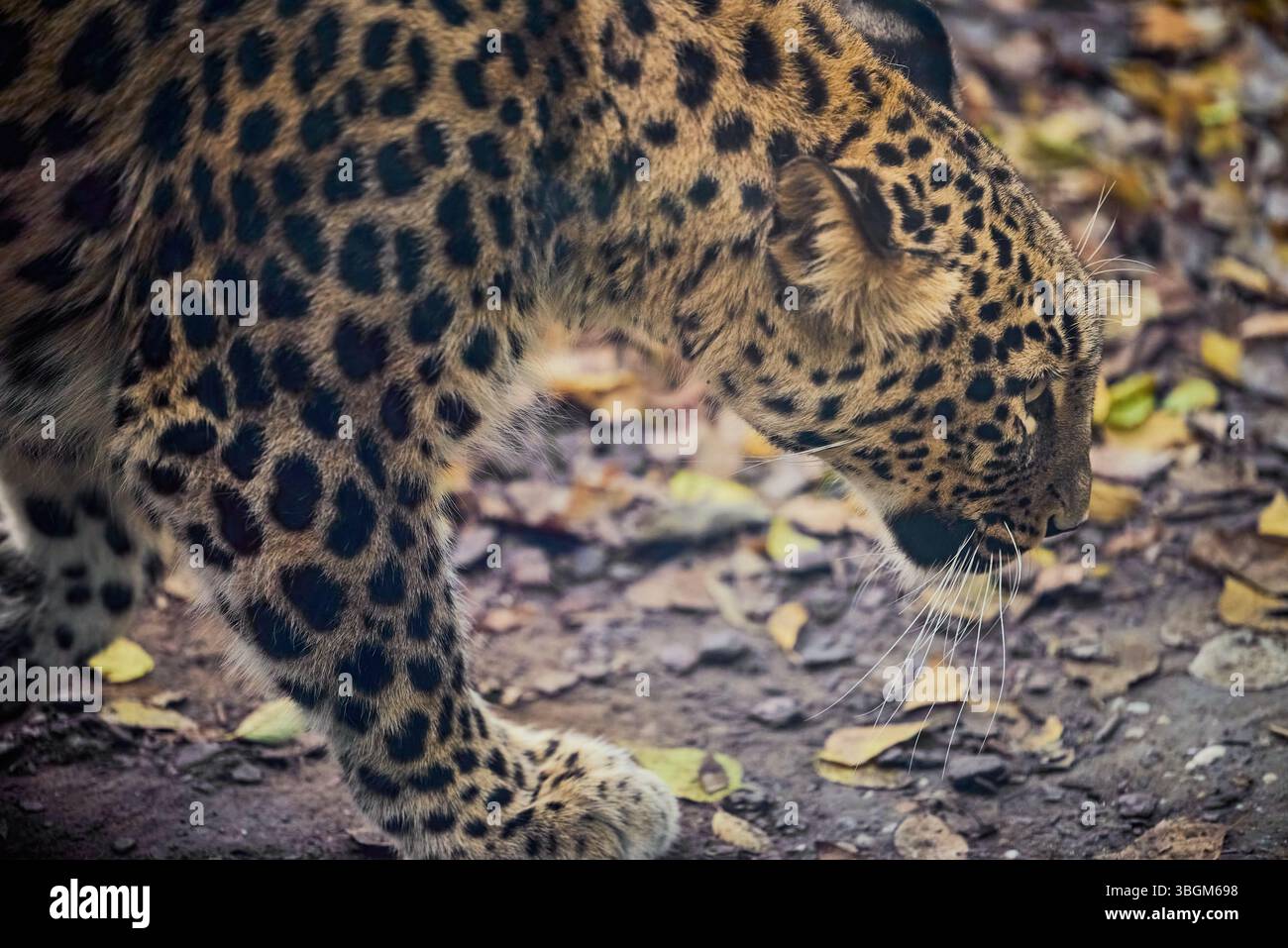 Panthera pardus tulliana, chiamato anche leopardo persiano, leopardo anatolico e leopardo caucasico Foto Stock