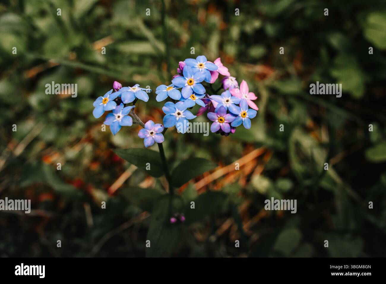 Foto con sfondo sfocato e messa a fuoco selettiva. Immagine di sfondo con la natura. Fiori rosa, viola e blu su sfondo sfocato. Foto Stock