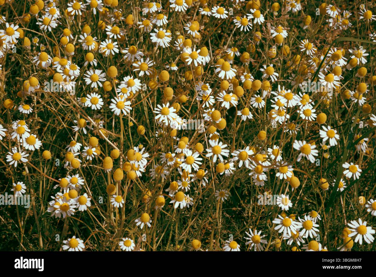 Immagine piena di Camomile, foto piena di calore. Foto con sfondo sfocato e messa a fuoco selettiva. Immagine di sfondo con la natura. Scatto macro. Foto Stock
