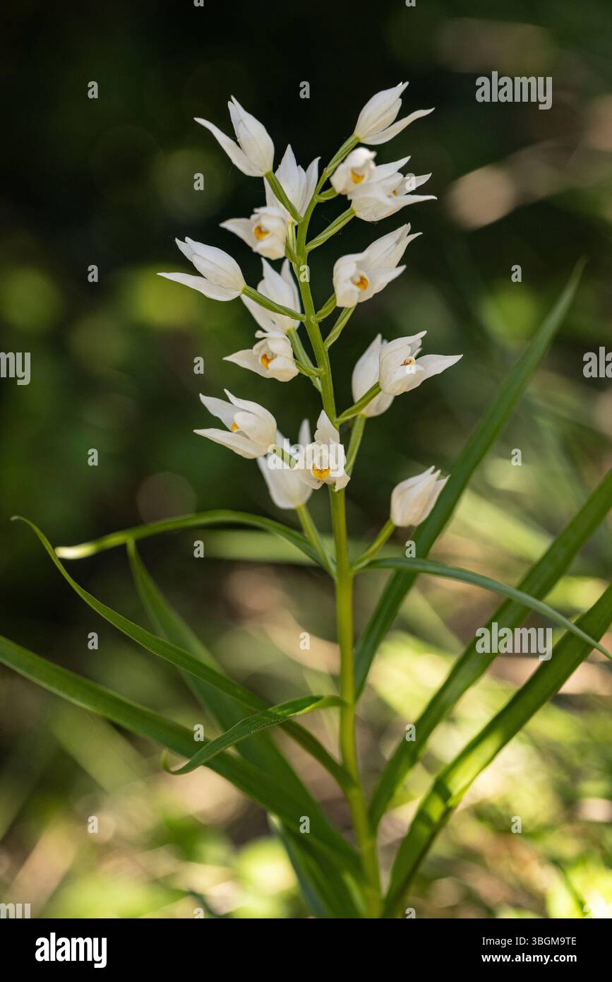 Spada-lasciava Helleborine - Cephalanthera longifolia Foto Stock