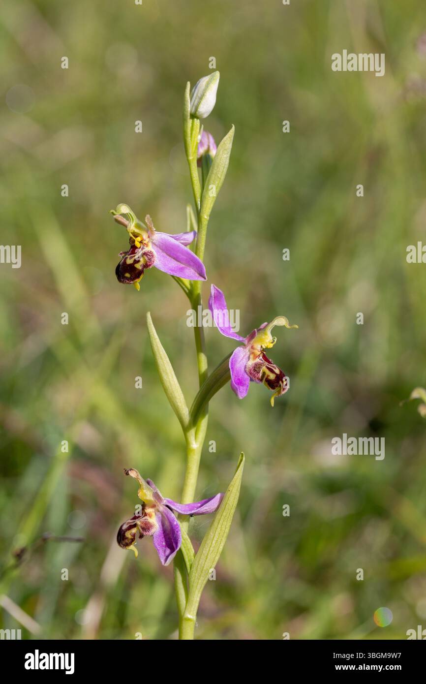 Bee Orchid - Ophrys apifera Foto Stock