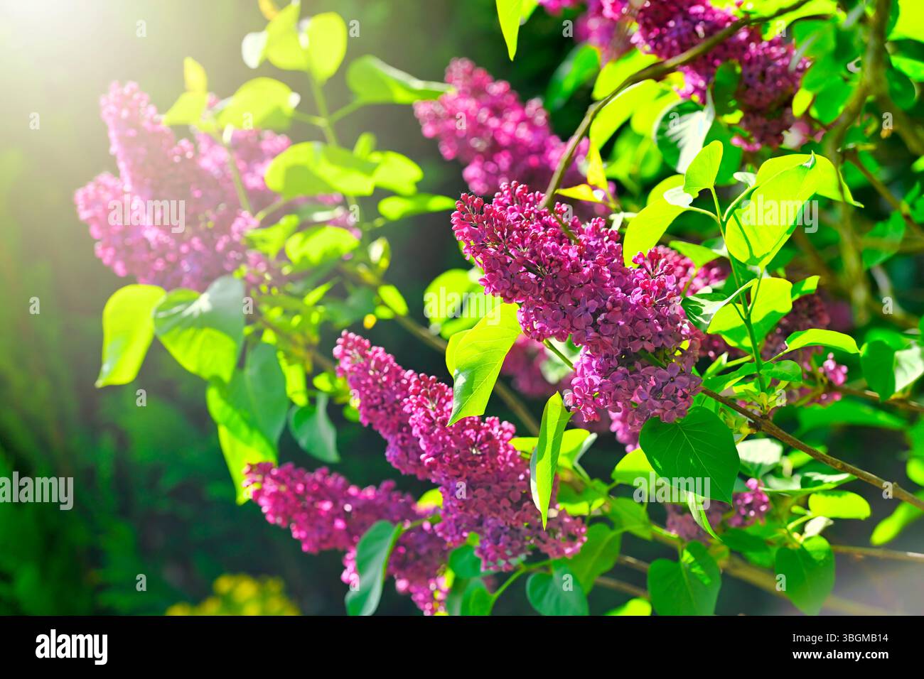 Lilla comune fiorita, Syylan vulgaris Foto Stock