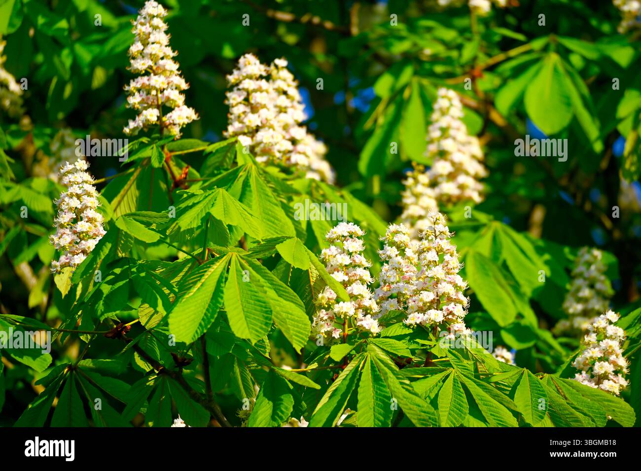 Castagno di cavallo fiorito, Aesculus hippocastanum Foto Stock