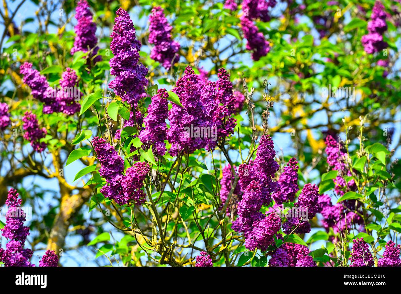 Lilla comune fiorita, Syylan vulgaris Foto Stock