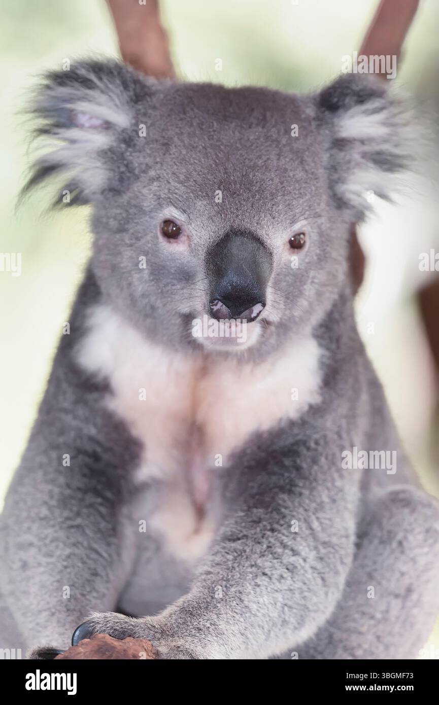 Koala seduto su una diramazione di alberi di eucalipto, Brisbane, Queensland, Australia Foto Stock
