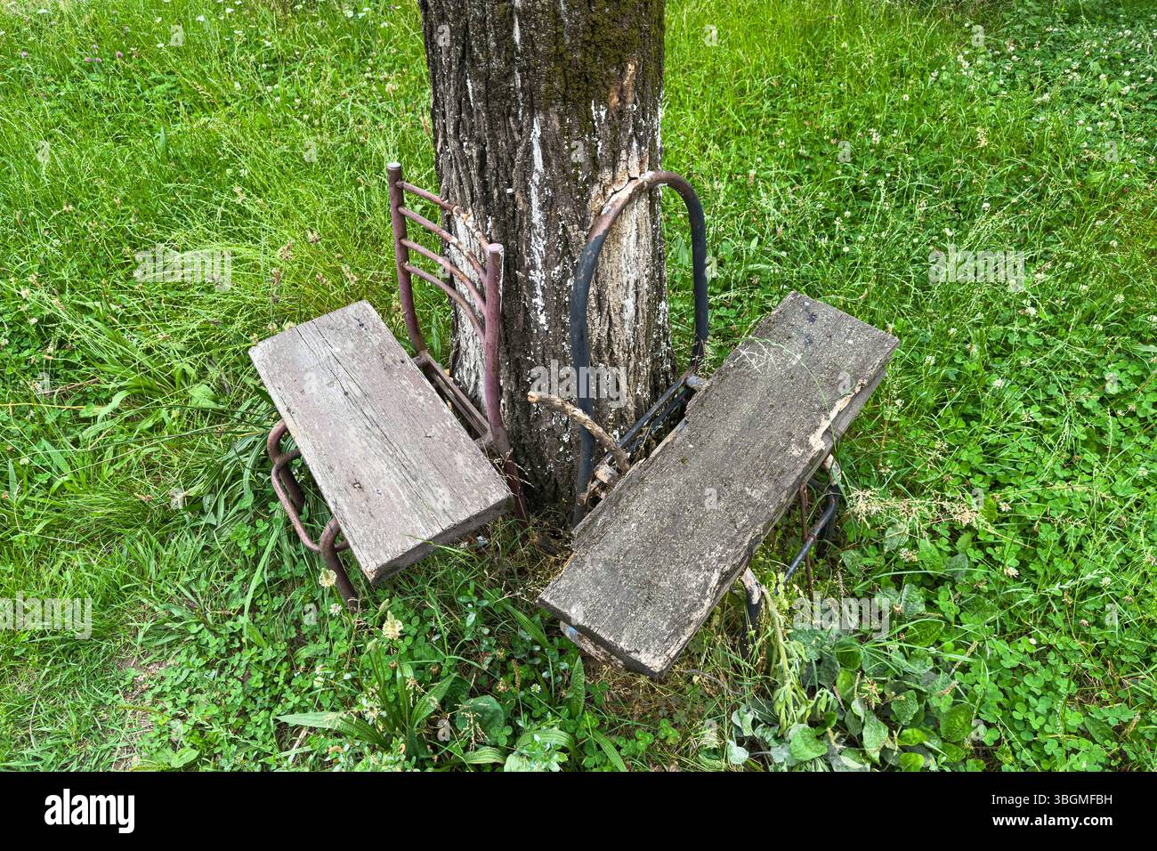 Due vecchie panche da giardino in legno attaccate al tronco dell'albero sull'erba con telai in metallo arrugginito. Adatto per sfondi, vintage, esterni, design rustico. Foto Stock
