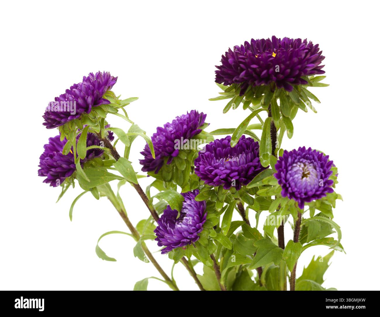 Callistephus chinensis, China aster o aster annuale, isolato su sfondo bianco Foto Stock