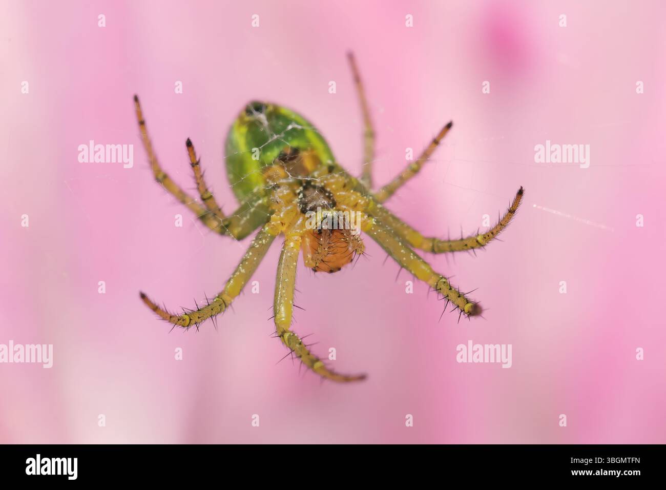 Insetti su fiori Foto Stock