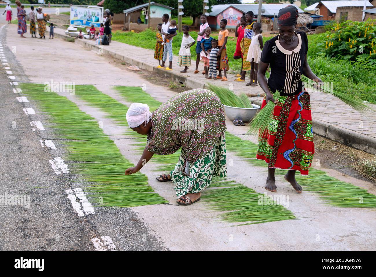 Donne che essiccano erba per la produzione di scopa lungo la Sawla-Damongo-Rocd a Kantano, nella regione della savana, nel nord del Ghana, nell'Africa occidentale Foto Stock