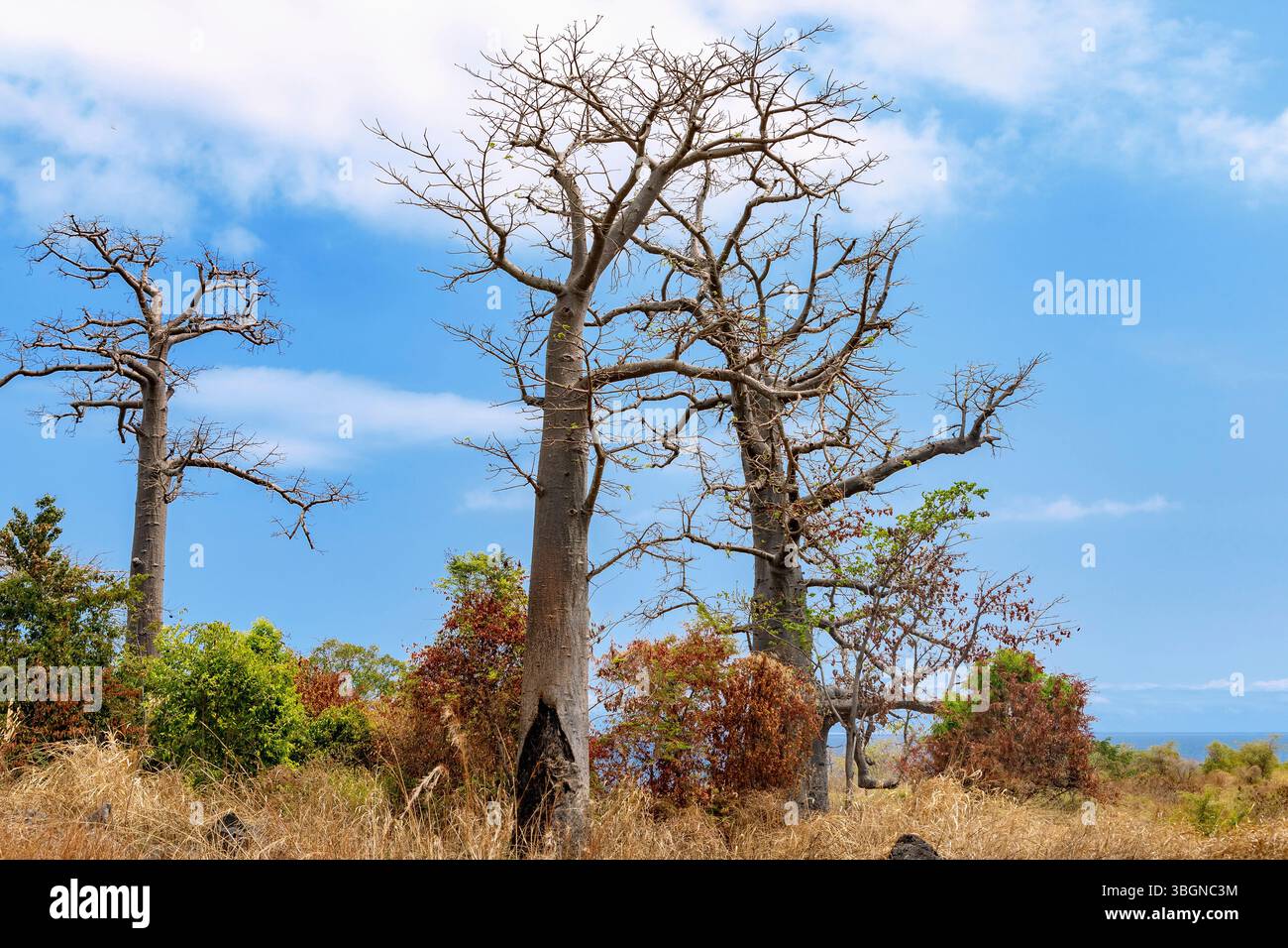 Alberi di baobab nel nord dell'isola, vicino a Guadelupe, sull'isola di Sao Tome nell'Africa occidentale Foto Stock