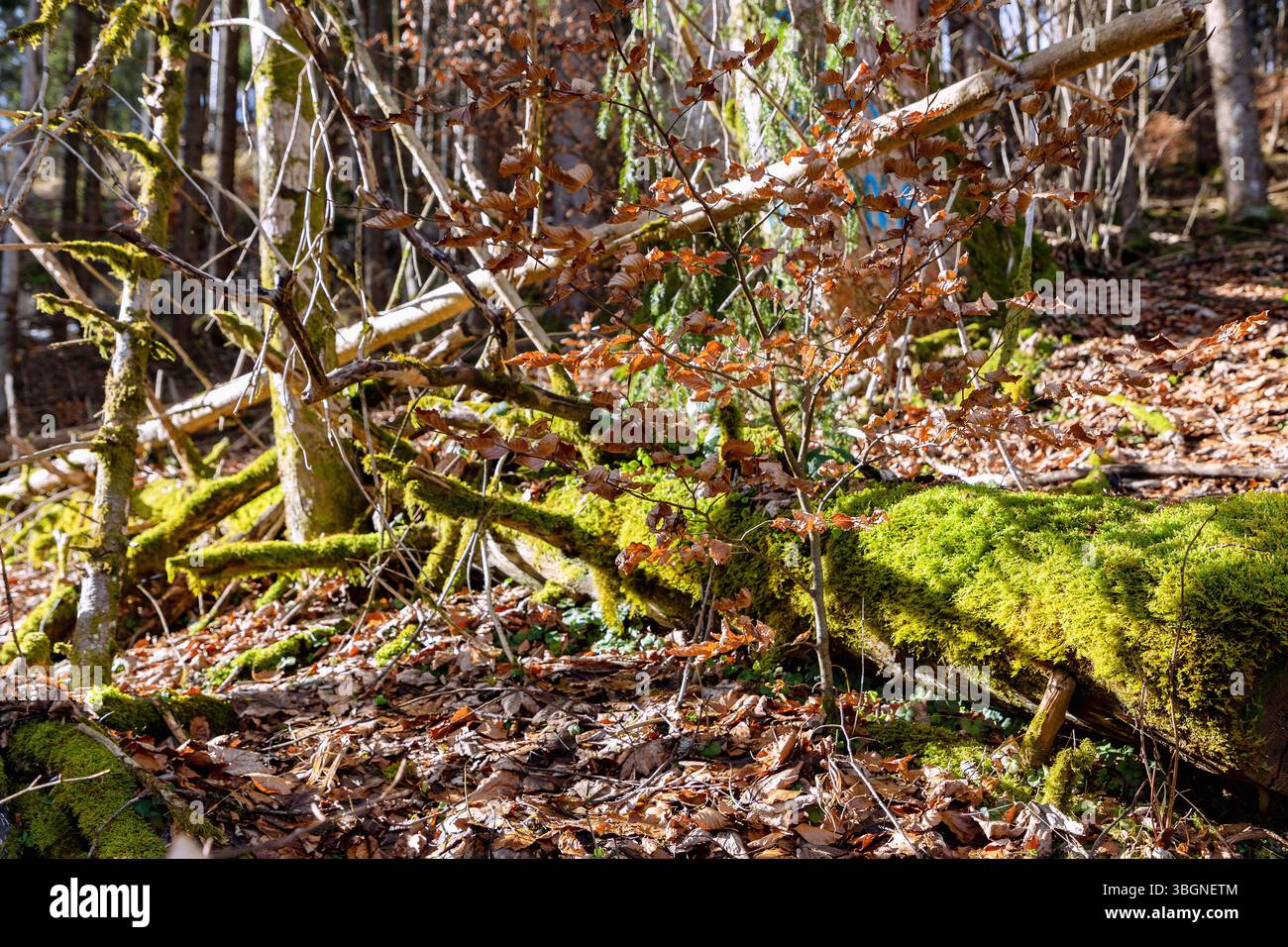 Tronco di mossy, foglie autunnali, tronchi e rami lungo il sentiero escursionistico per Aurachköpfel vicino a Fischbachau, alta Baviera, Germania Foto Stock