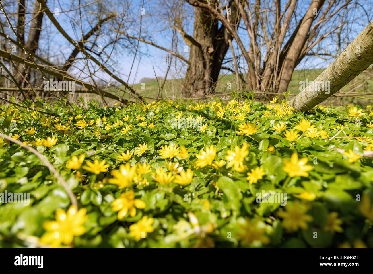 Tappeto di fiori con aconiti invernali, Eranthis hyemalis, sotto arbusti Foto Stock