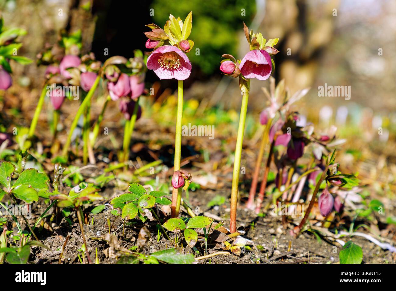 Rosa orientale di Natale Pink Lady (ellebore orientale, Helleborus orientalis) Foto Stock