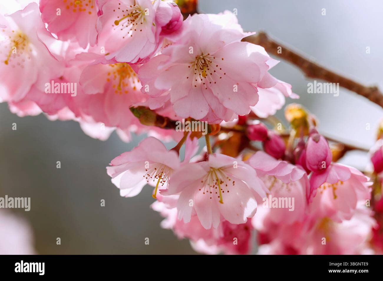 Ciliegio di montagna giapponese in fiore (Prunus sargentii x subhirtella 'accolade', ciliegio ornamentale primaverile, ciliegio primaverile) Foto Stock