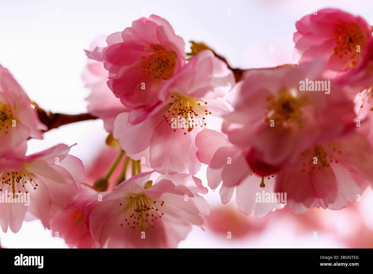 Ciliegio di montagna giapponese in fiore (Prunus sargentii x subhirtella 'accolade', ciliegio ornamentale primaverile, ciliegio primaverile) Foto Stock