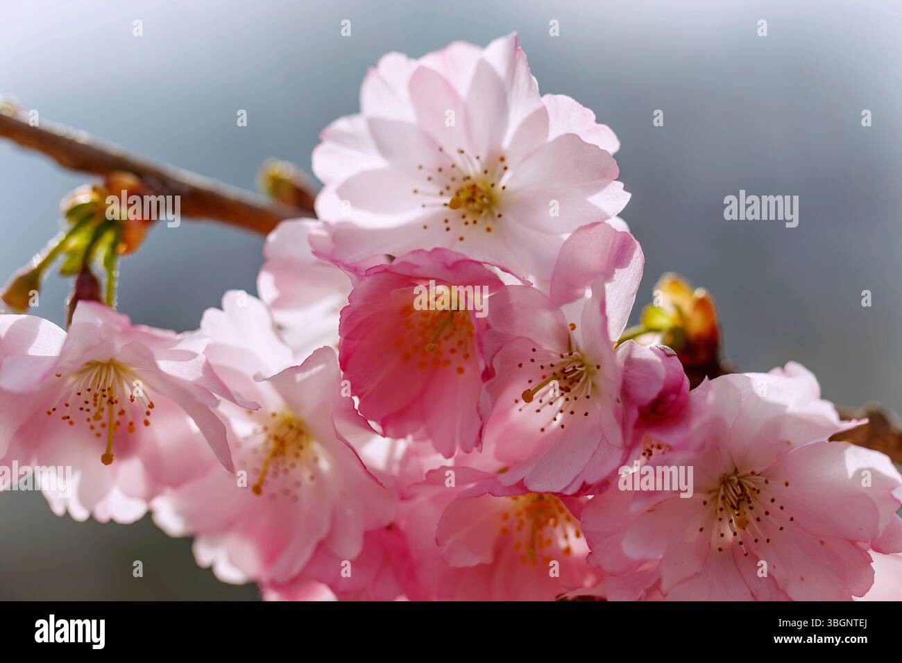 Ciliegio di montagna giapponese in fiore (Prunus sargentii x subhirtella 'accolade', ciliegio ornamentale primaverile, ciliegio primaverile) Foto Stock