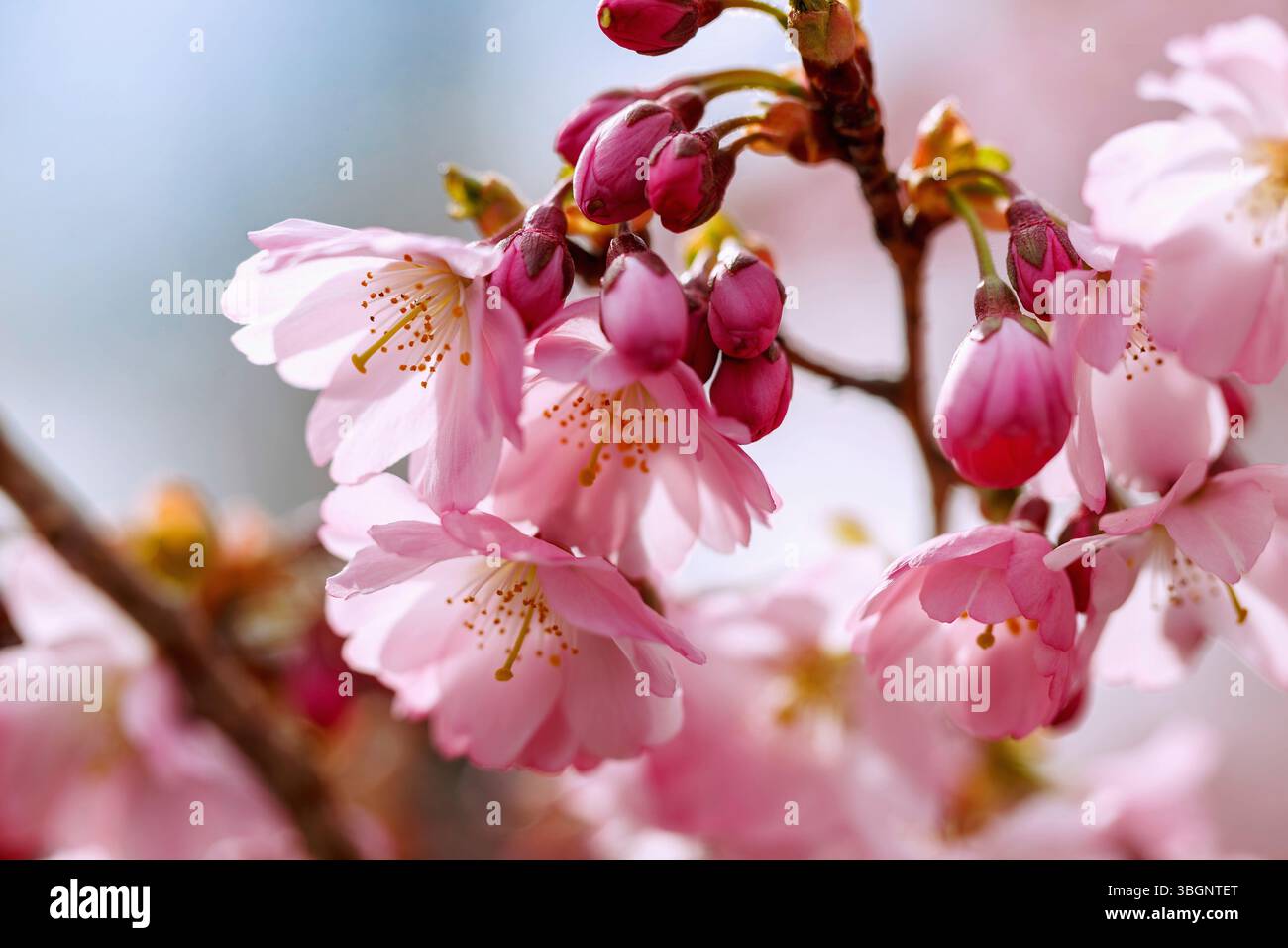 Ciliegio di montagna giapponese in fiore (Prunus sargentii x subhirtella 'accolade', ciliegio ornamentale primaverile, ciliegio primaverile) Foto Stock