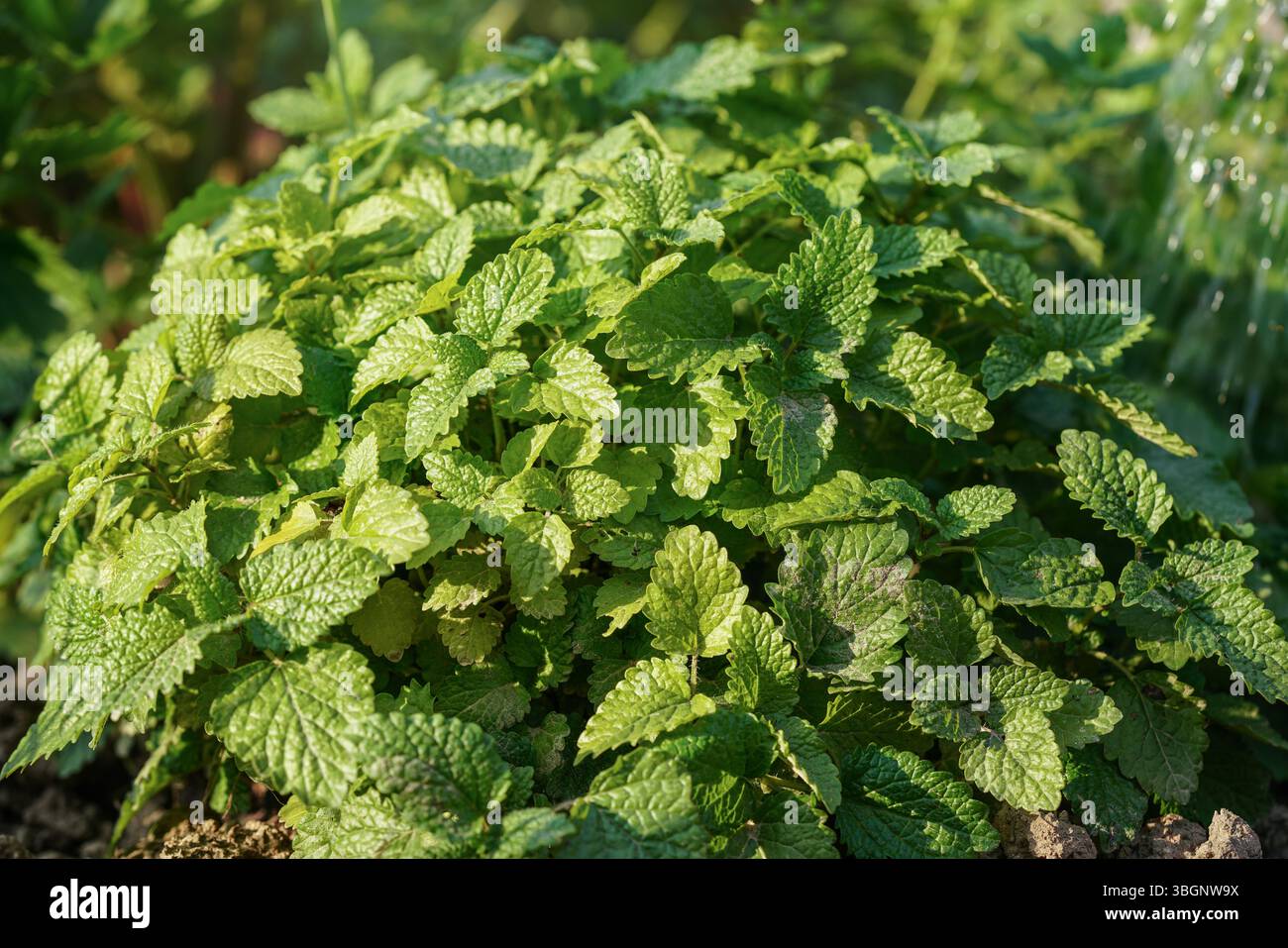 Il sole splende sul balsamo del limone - Melissa officinalis - erbe che crescono in giardino, dettaglio dettaglio ravvicinato Foto Stock