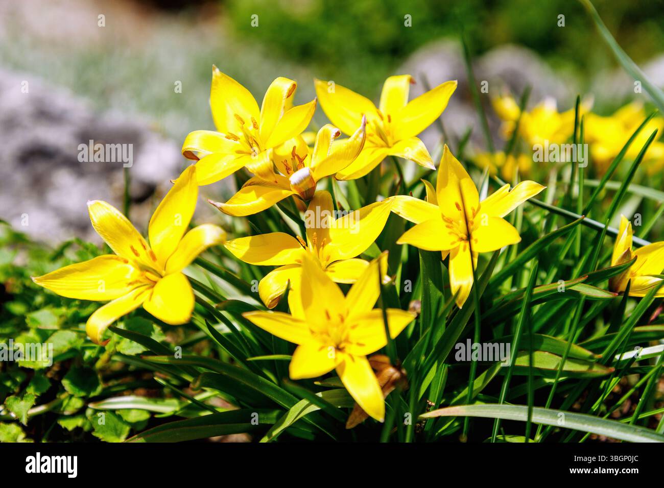 Tulipano stellare (Tulipa urumiensis, tarda tulipano, tulipano stellare nano, tulipano selvatico) Foto Stock