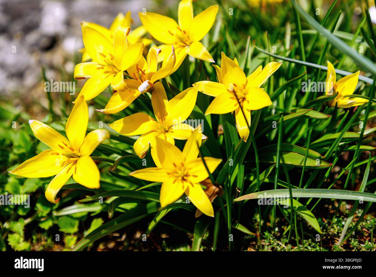 Tulipano stellare (Tulipa urumiensis, tarda tulipano, tulipano stellare nano, tulipano selvatico) Foto Stock
