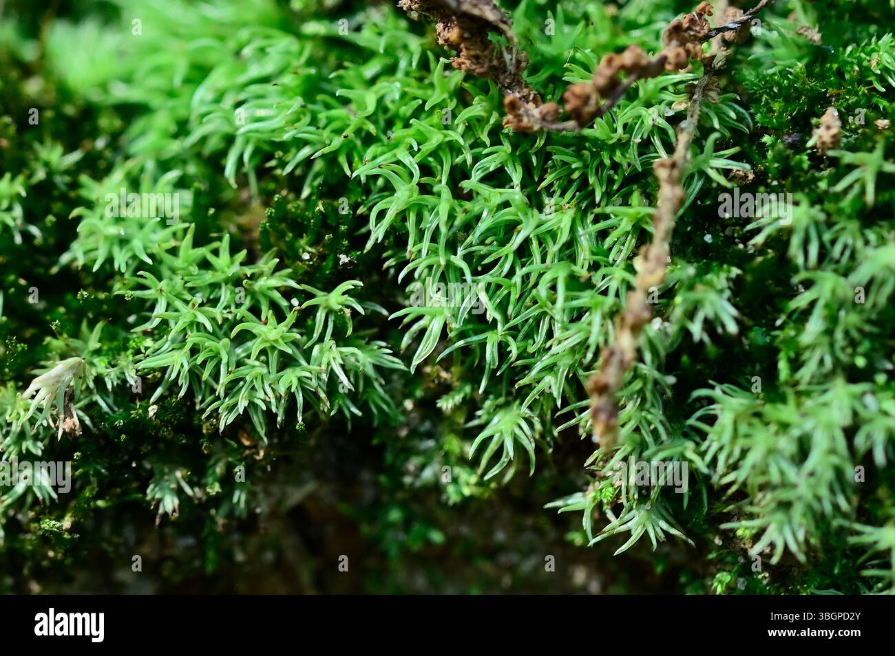 Cladonia Portentosa o renna Lichen assume un'altra apparenza mondana quando viene vista in primo piano. I licheni sono costituiti da due organismi diversi. Foto Stock