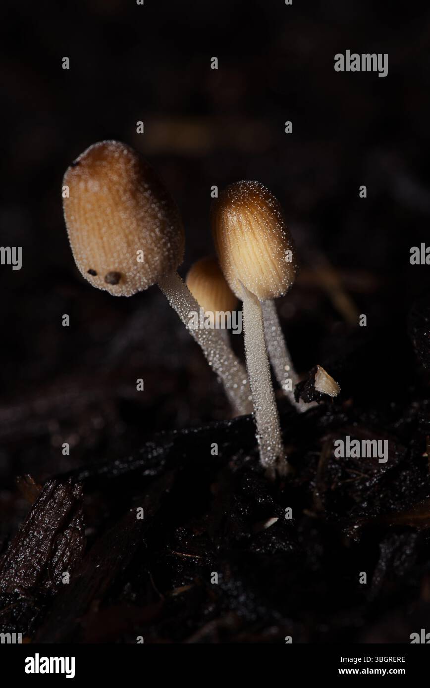 Primo piano di piccoli funghi in un'aiuola umida Foto Stock