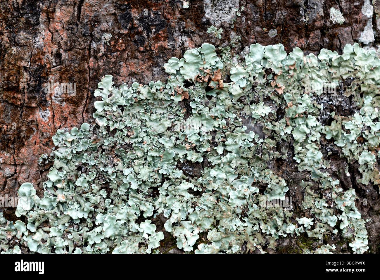 Licheni crescono su corteccia di albero Foto Stock
