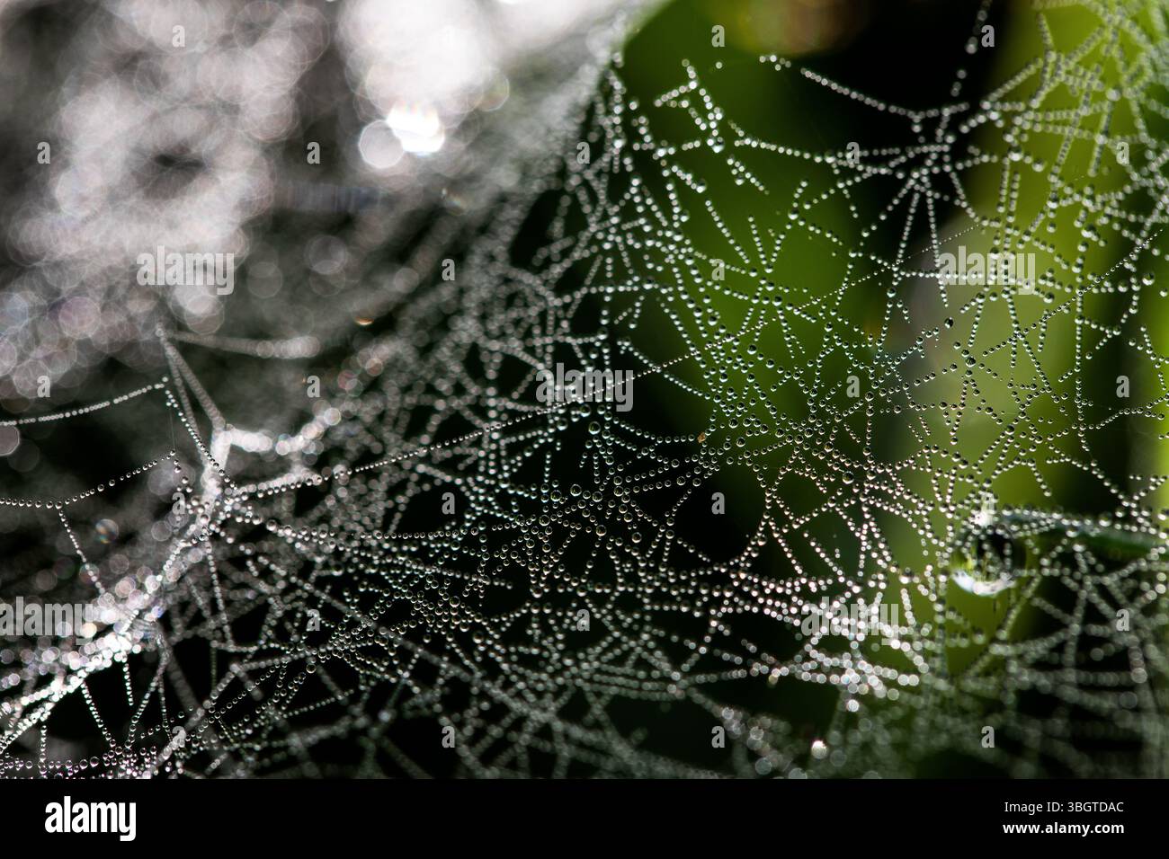 Foto macro dettagliate della ragnatela nella rugiada mattutina, evidenziando ogni goccia d'acqua sospesa sui fili con uno sfondo sfocato da sogno in f Foto Stock
