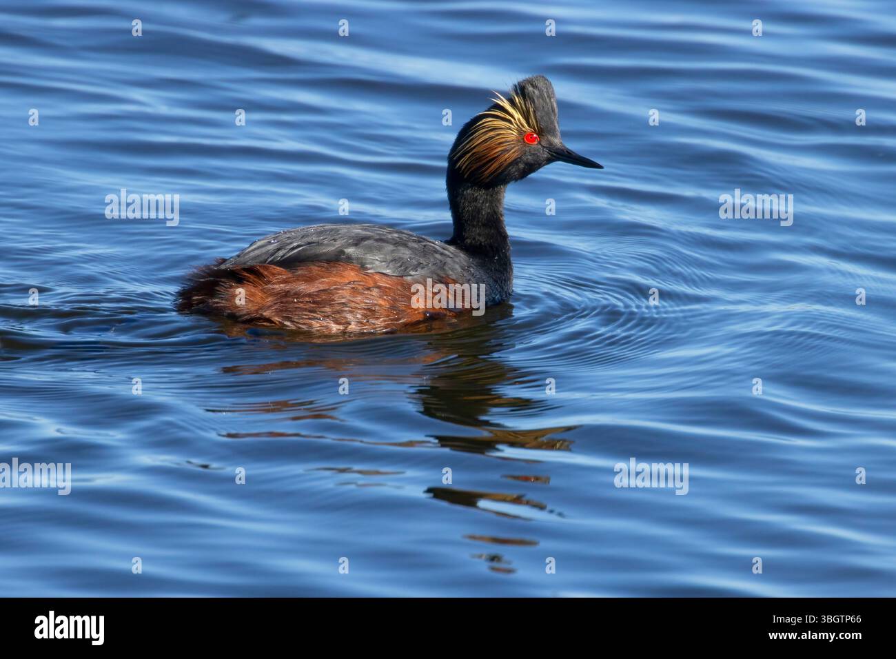Eared Grebe (Podiceps nigricollis), Benton Lake National Wildlife Refuge, Montana Foto Stock