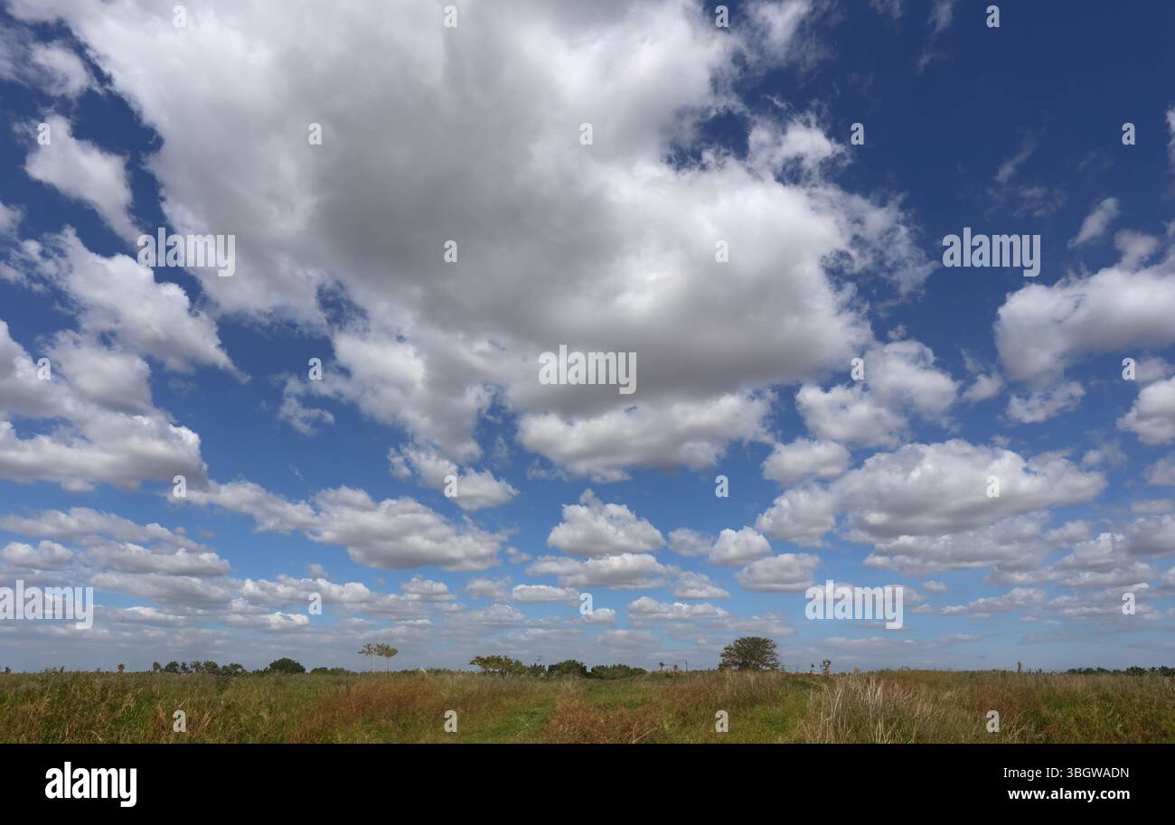 Un campo di erba morente e un cielo blu pieno di nuvole bianche in una giornata limpida. Foto Stock