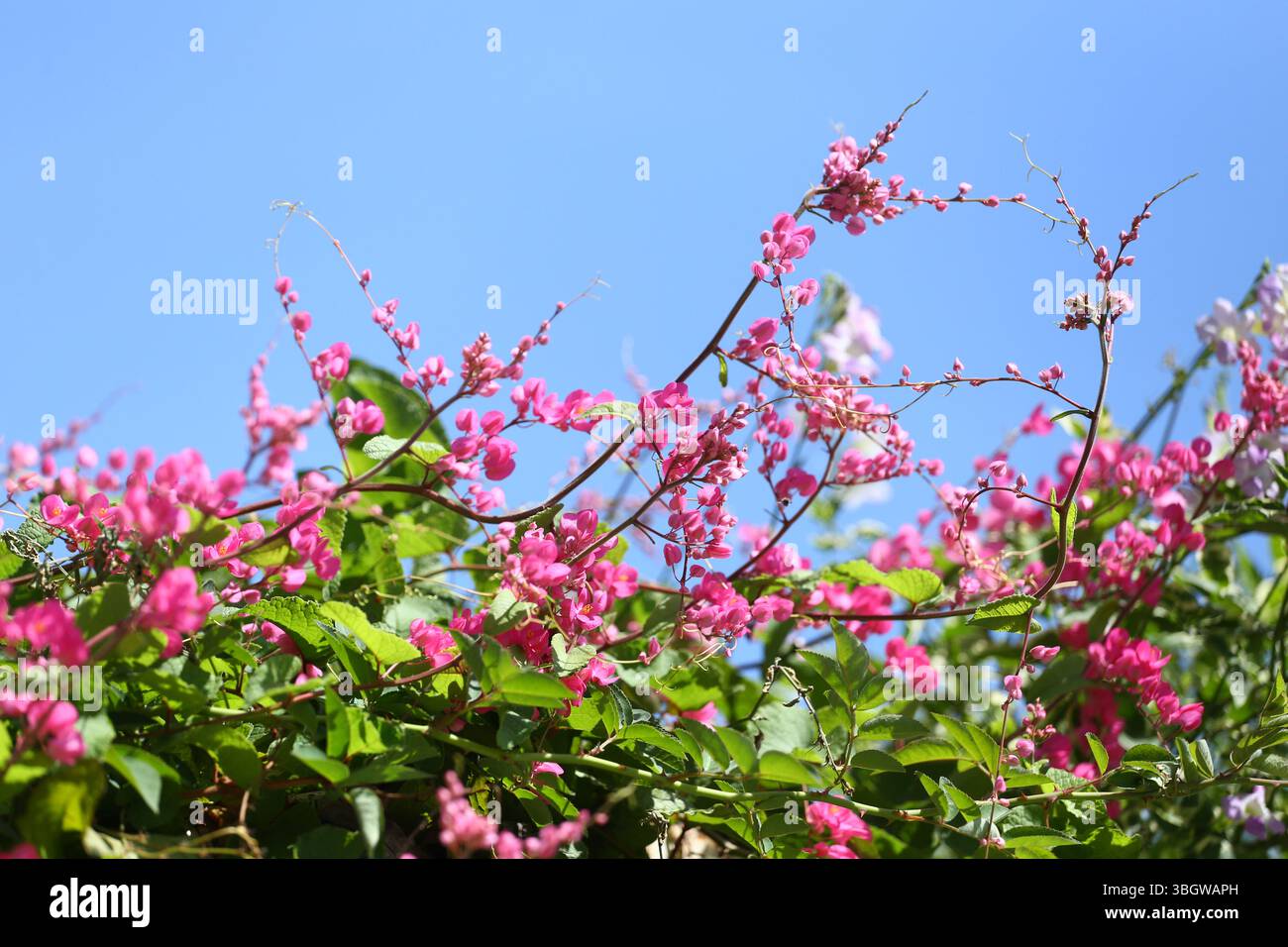 Fioritura di corallo rosa fiore del superpino messicano con la sua linea verde a foglia, con sfondo blu del cielo. Foto Stock
