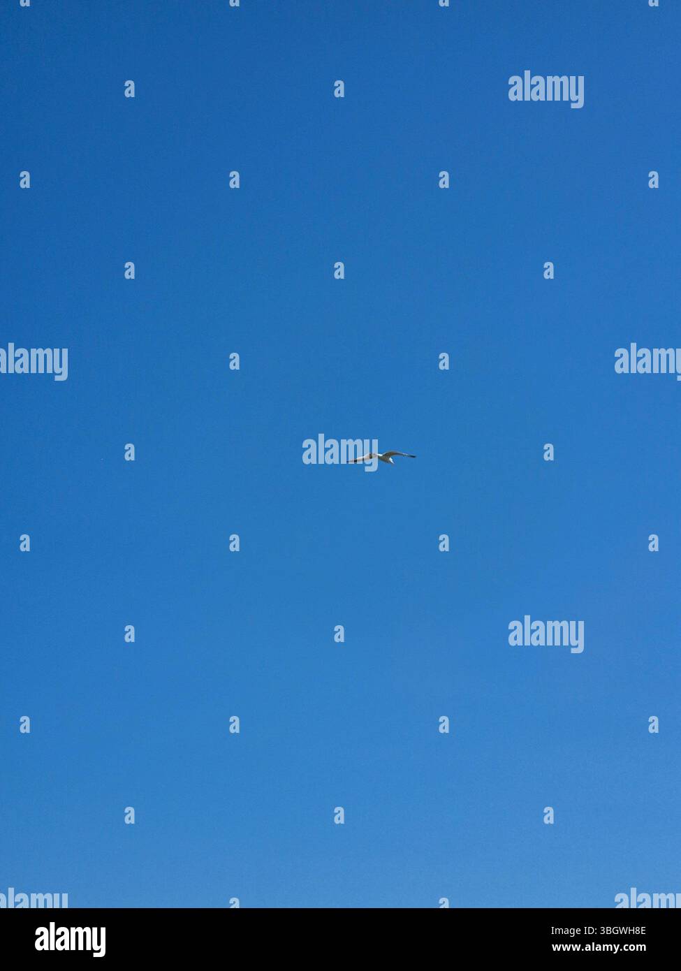 Un gabbiano si alza in alto nel cielo. Giornata di sole. Estate - Immagine stock catturata con smartphone