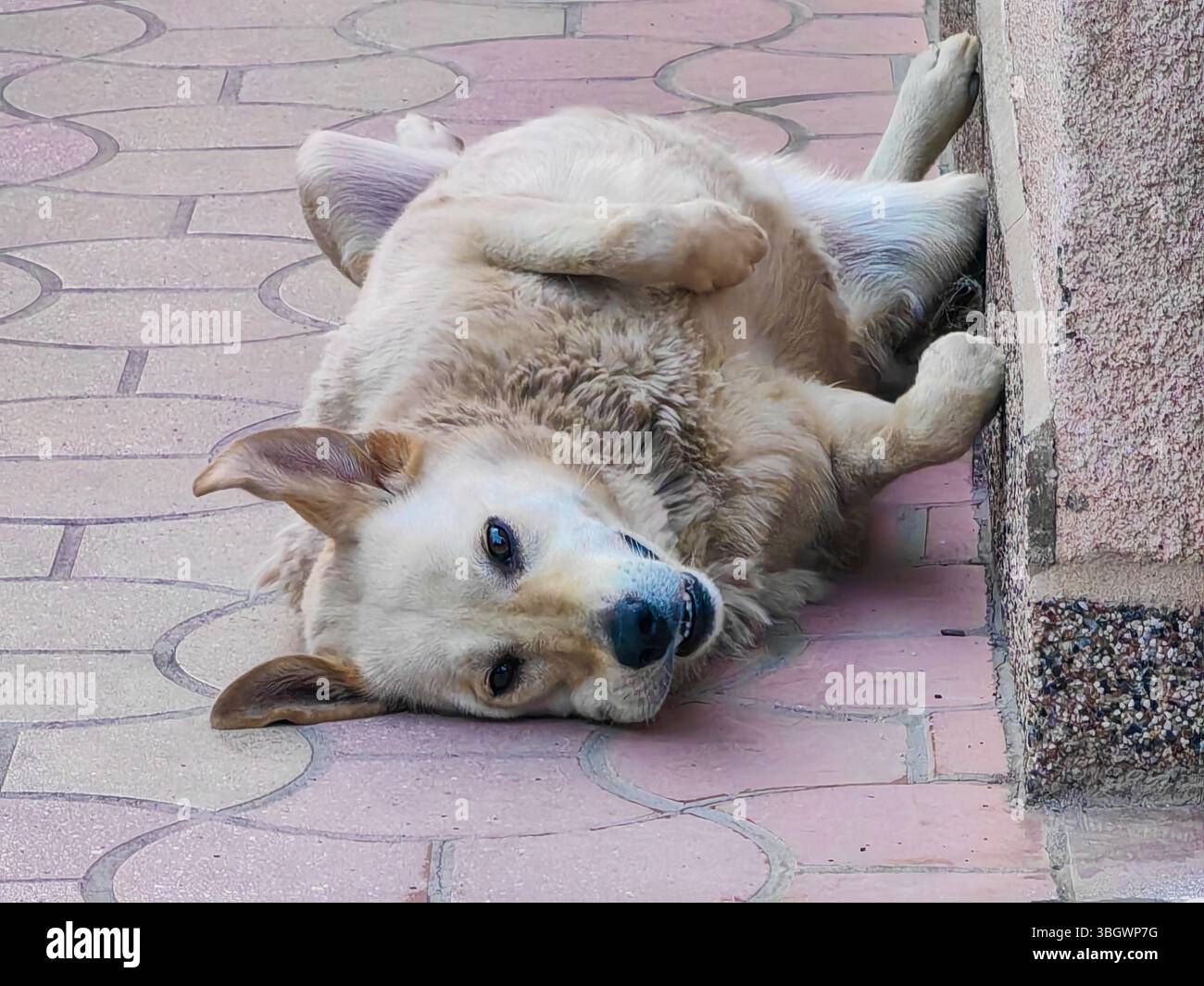 Golden Goofball Around the Corner. Foto Stock