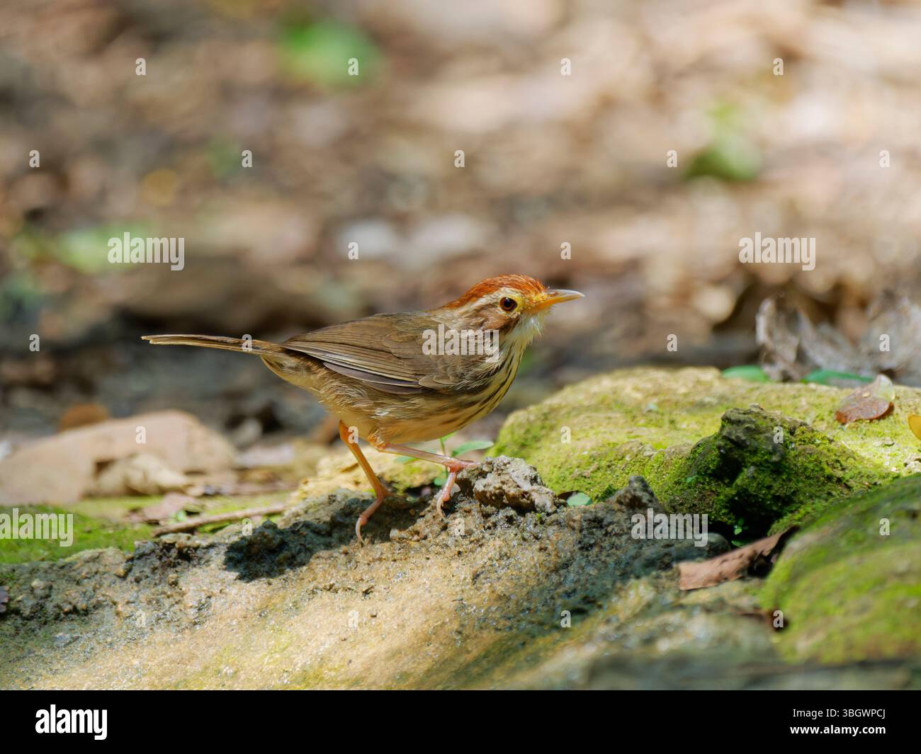 Puff Throated Babbler Pellorneum ruficeps Kaeng Krachan National Park, Thailandia BI045106 Foto Stock