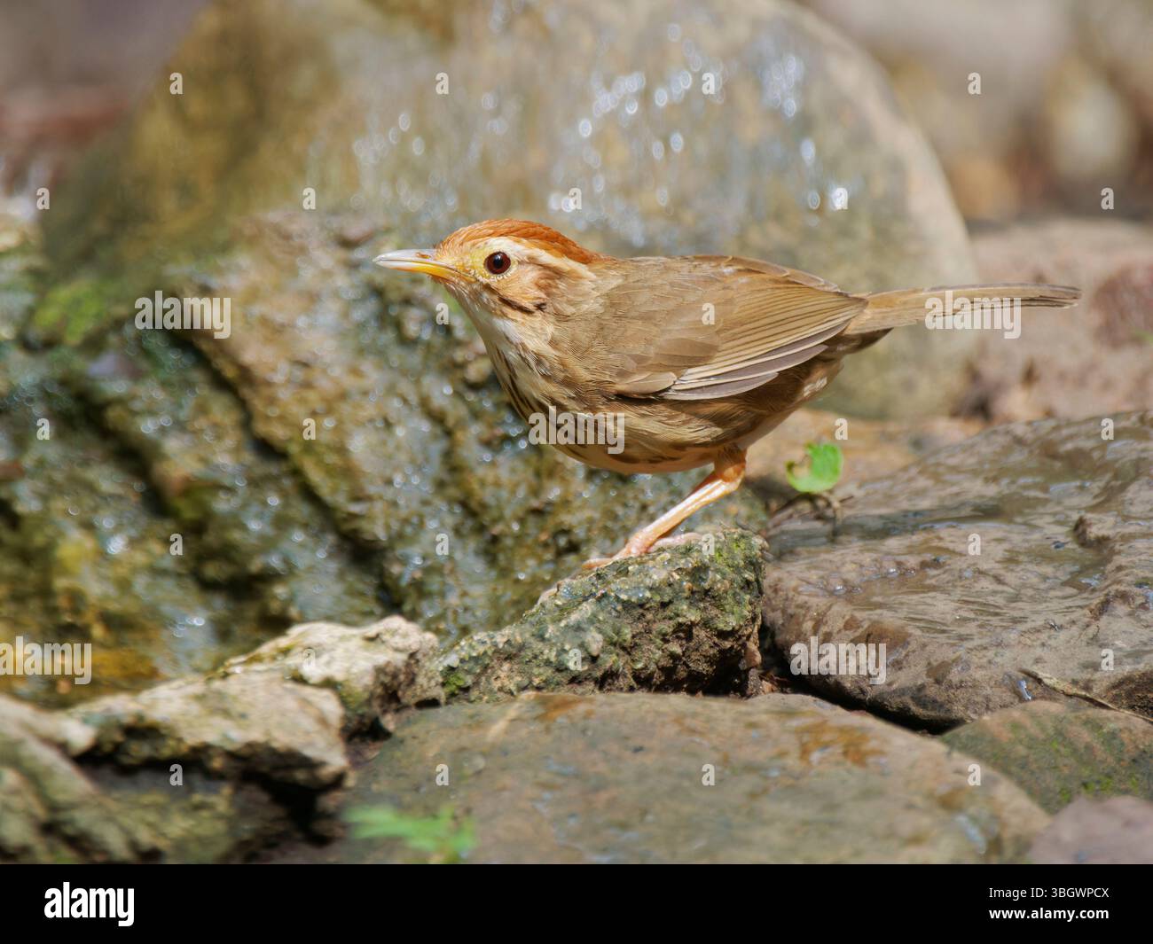 Puff Throated Babbler Pellorneum ruficeps Kaeng Krachan National Park, Thailandia BI045107 Foto Stock