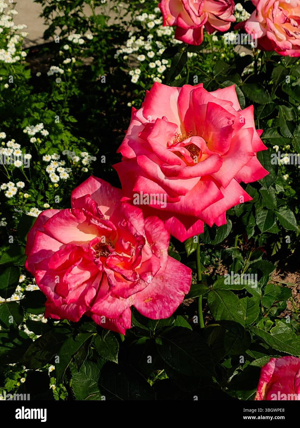 Fiore di rose alla cannella doppio nel giardino comunitario Foto Stock