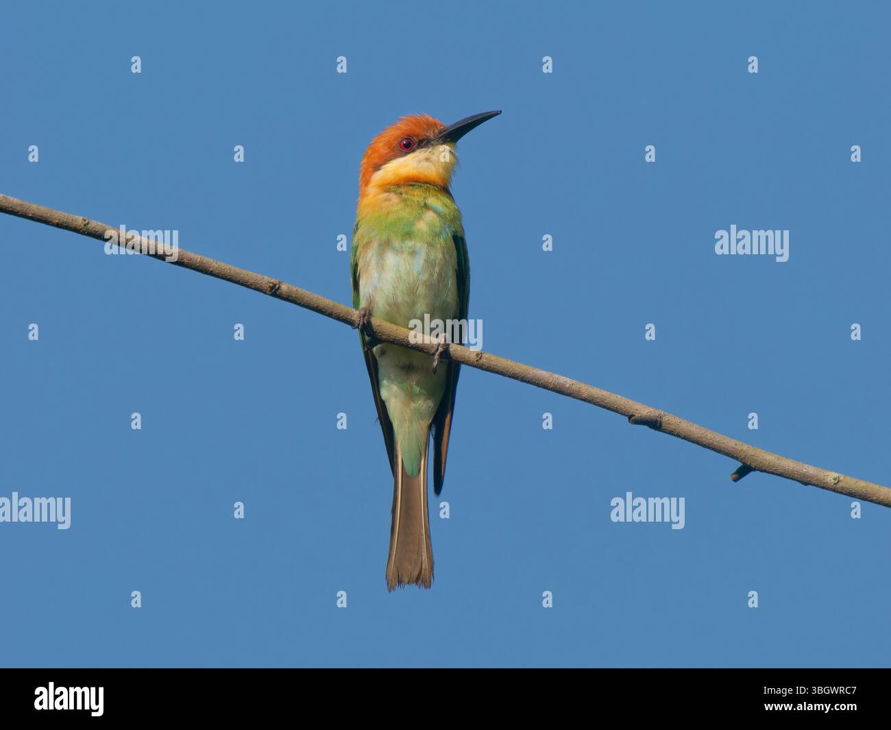 Merops leschenaultia Southern Thailand BI045215 Foto Stock
