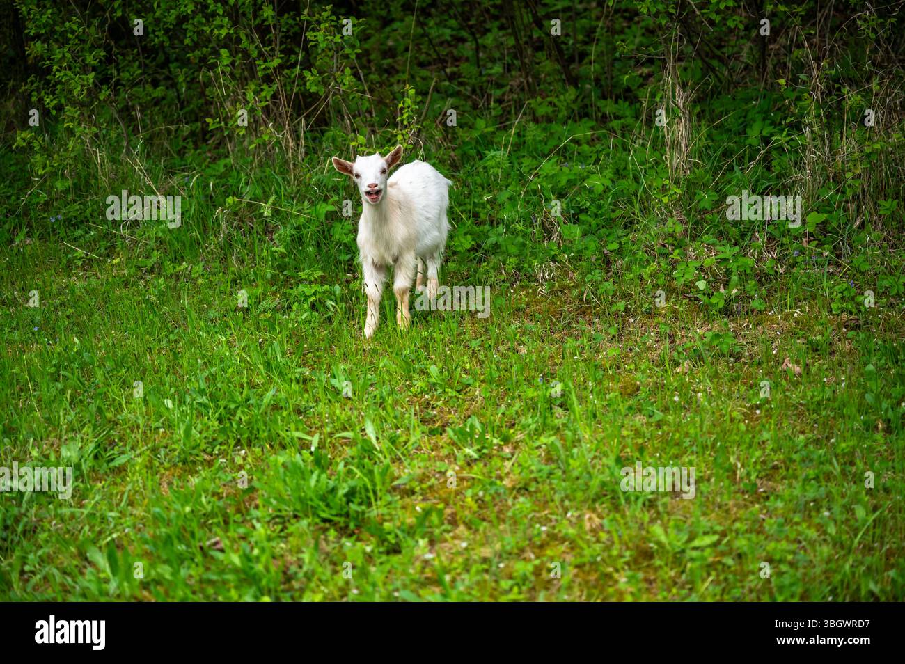 Carina e giovane capra sola con bocca aperta su erba verde. Foto Stock