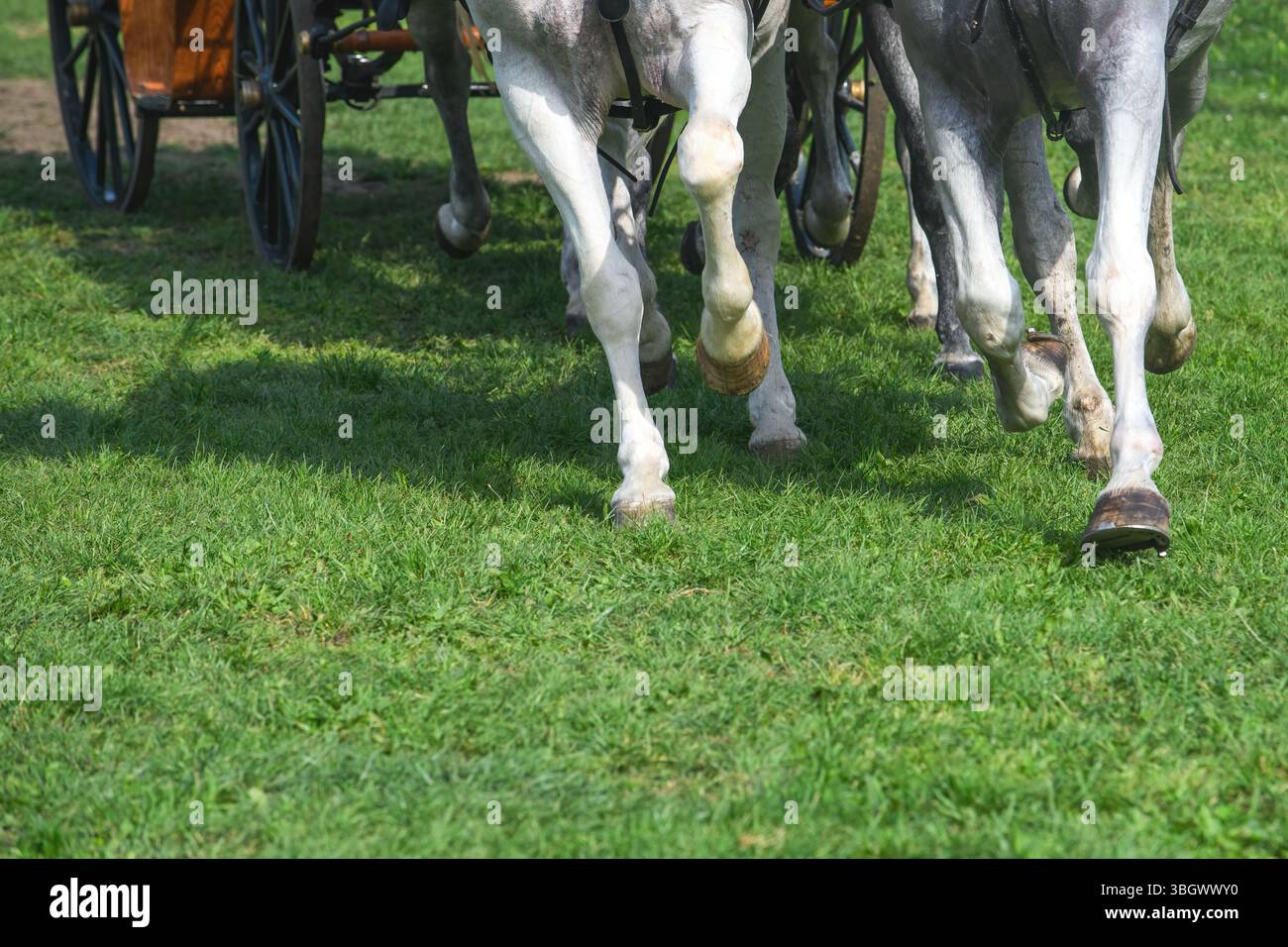 Primo piano delle gambe di cavalli che corrono su terreni erbosi, concentrazione selettiva Foto Stock