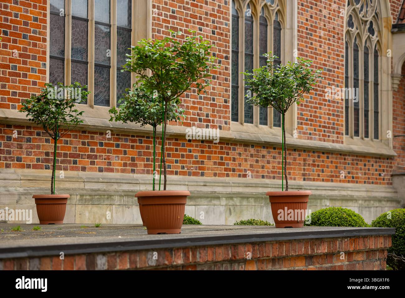 Alberi topiari in vaso posti di fronte allo storico edificio della chiesa in mattoni con finestre ad arco gotiche. Verde urbano e architettura storica Foto Stock