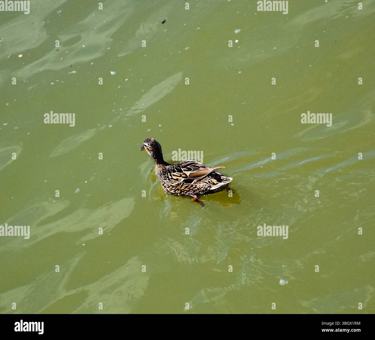 La luce del sole dorata illumina un'anatra del Danubio mentre galleggia con calma, mostrando i suoi dettagli motivi di piume sul torbido fiume. Foto Stock